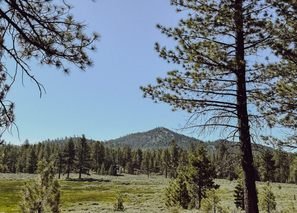 Holcomb Valley Ranch Campground in Big Bear, CA can be used as a unique wedding venue